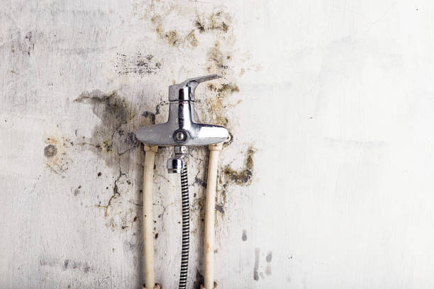 Best Mold Removal Near Me  in Palestine, TX