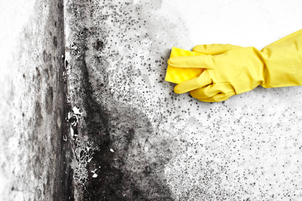 Palestine, TX Mold Removal Company