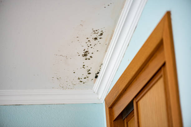Best Fast Mold Removal  in Palestine, TX