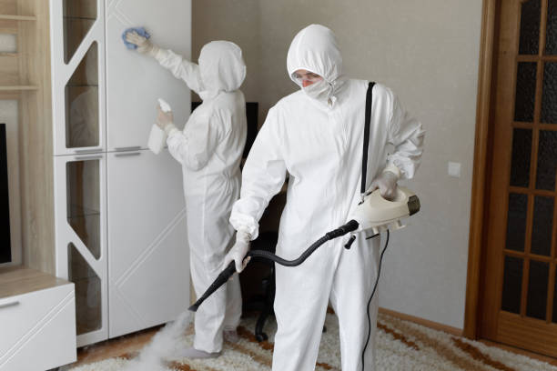 Mold Removal Process in Palestine, TX