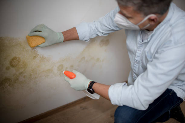 Best Attic Mold Removal  in Palestine, TX