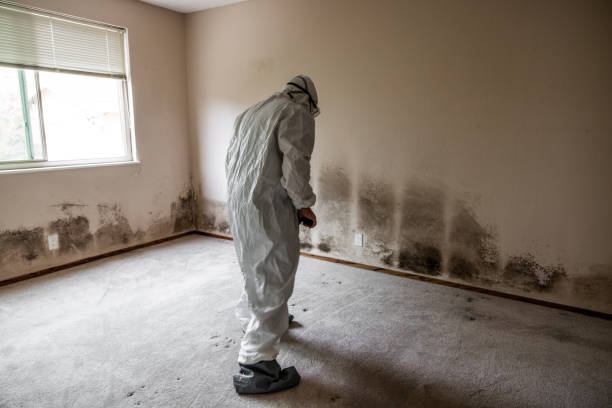 Best Mold Inspection  in Palestine, TX