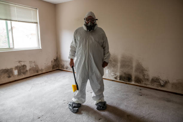 Best Mold Remediation  in Palestine, TX