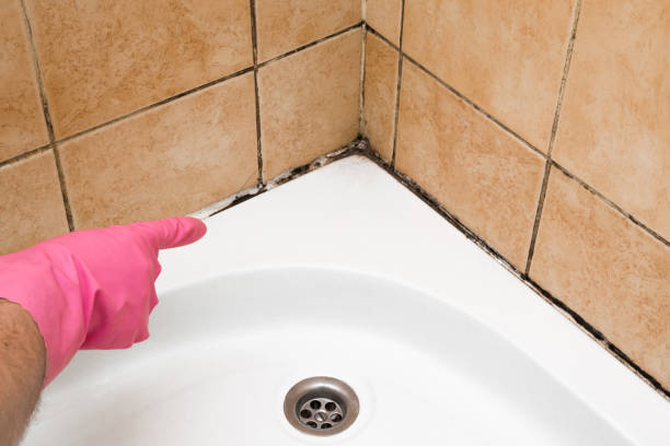 Best Mold Removal Process  in Palestine, TX